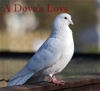 virginia doves
